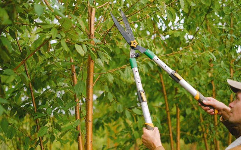 Tree trimming in Duncanville, AL